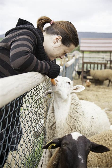 Woman Feeding Sheep Stock Photo Image Of Cheerful Agriculture 54254950