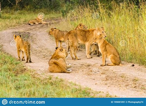 Pride Of African Lions On A Dirt Road In A Game Reserve Stock Image