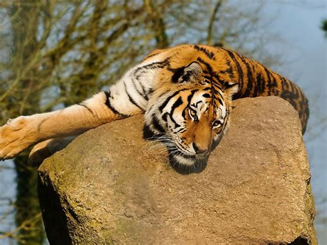 Tiger Lying On Rock Hd Wallpaper Hd Nature Wallpapers