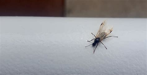 Formiga Preta Com Asas