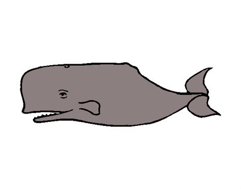 Balena blu viaggi via della pallotta, 13e tel 075 34477. Disegno Balena blu colorato da Utente non registrato il 19 ...