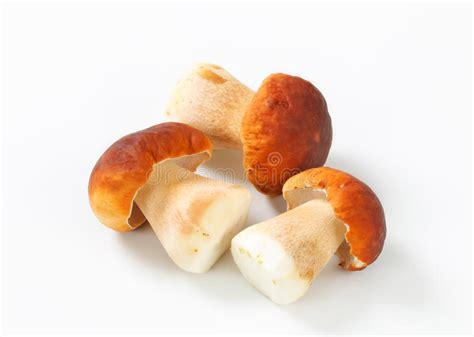 Fresh Edible Mushrooms Stock Photo Image Of Mushrooms 33081334