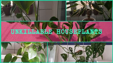 It can seem to be a little intimidating at start, but believe me it's not difficult as you think. EASY HOUSEPLANTS| TOP 5 HOUSEPLANTS FOR BEGINNERS - YouTube
