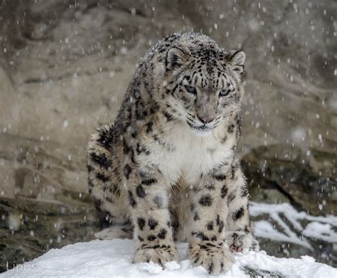 Snow Leopards Prey