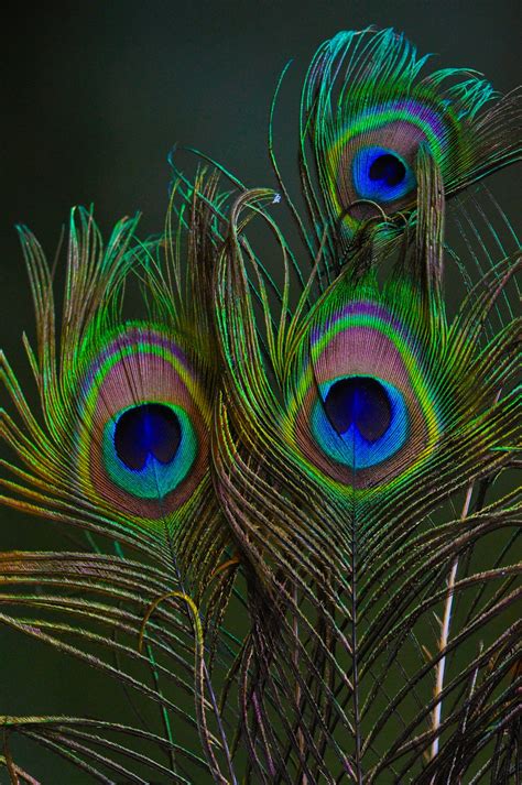 350 Peacock Feather Pictures Download Free Images On Unsplash