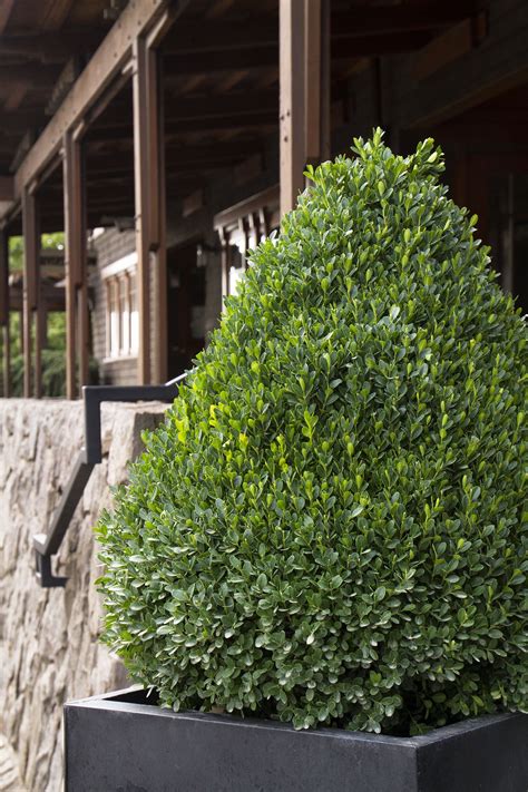 Check out our boxwood bushes selection for the very best in unique or custom, handmade pieces from our craft supplies & tools shops. Petite Pillar™ Dwarf Boxwood | Dwarf boxwood, Shrubs for ...