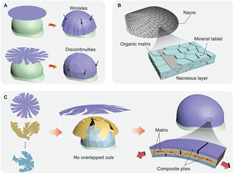 Shape Morphing Into 3d Curved Surfaces With Nacre Like Composite