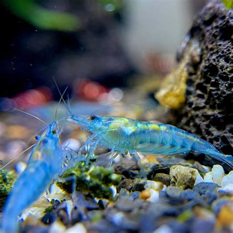 Blue Jelly Shrimp Care Sheet Everything You Need To Know
