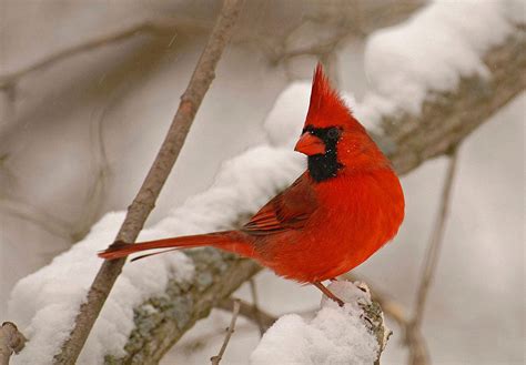 How Birds Survive In Winter Weather