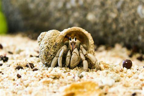 How To Build A Hermit Crab Habitat