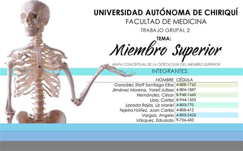 Mapa Conceptual Osteologia Del Miembro Superior Universidad AutÓnoma