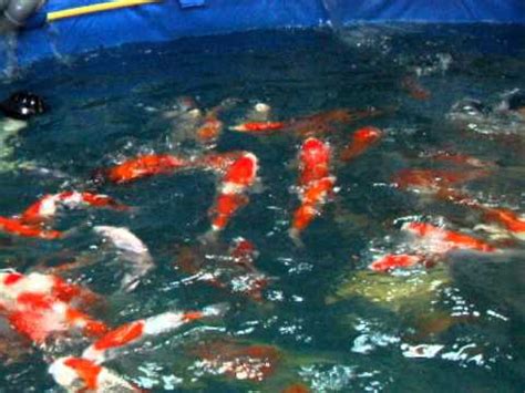 Dalam pembuatan kolam terpal anda wajib. Most Wanted Ikan Koi, Paling Update!