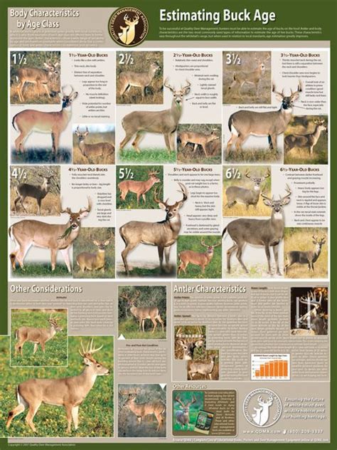 Aging Deer Chart Whitetail Deer Hunting Deer Hunting Quail Hunting