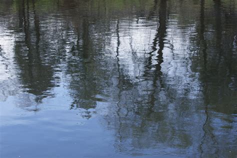 Water Reflecting Spring Trees Picture Free Photograph Photos Public