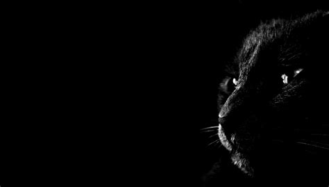 Black Animal Wallpapers Wallpaper Cave