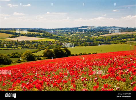 Poppy Fields In Sunshine On The Marlborough Downs Wiltshire England