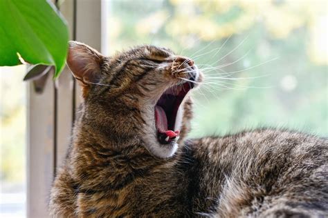 Cat Yawning Why They Do It And What It Means Pet Health