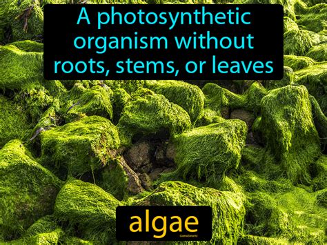 Algae Definition And Image Gamesmartz