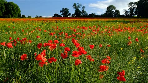 Desktop Wallpapers Red Nature Flower Fields Papaver Many