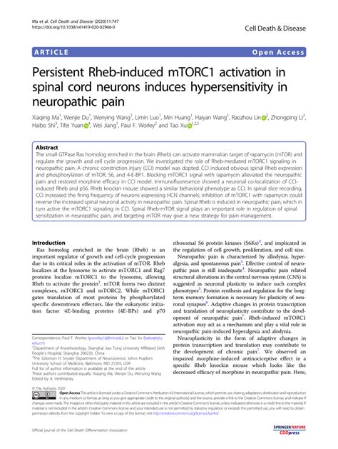 PDF Persistent Rheb Induced MTORC1 Activation In Spinal Cord Neurons