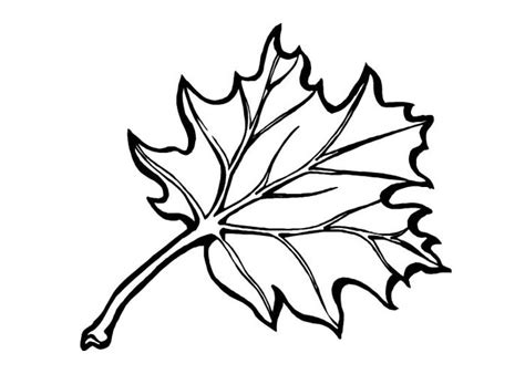 Leaves coloring pages – Coloring pages