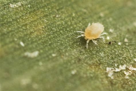 But after clearing out the tent i discovered a ton of tiny little white bugs crawling under the pots. PLEASE HELP!!!!!!! Little white bugs in soil. | Page 2 ...