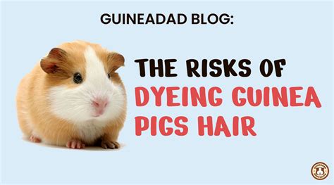 The Risks Of Dyeing Guinea Pig Hair Guineadad