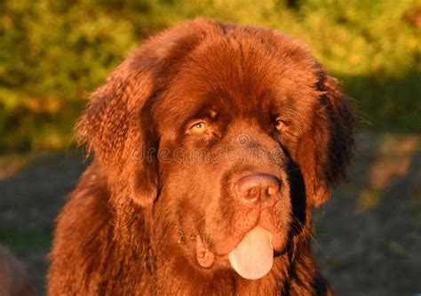 Large Fluffy Brown Newfoundland Dog With His Tongue Out Stock Photo