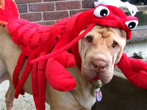Dog In Lobster Costume
