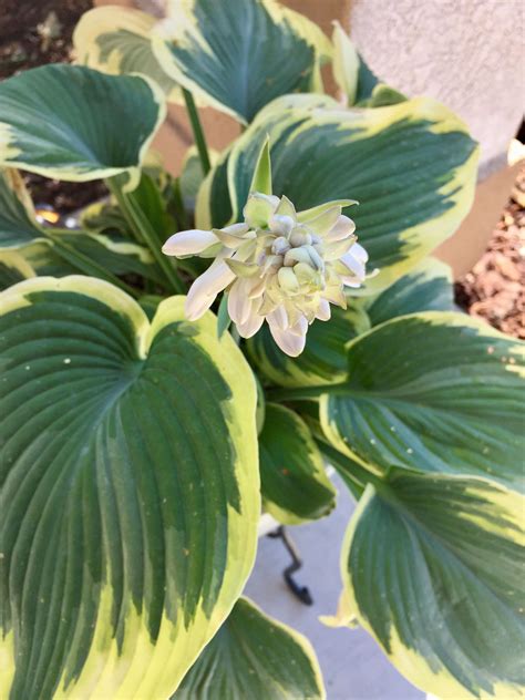 If you live around jacksonville, you may have luck with growing hostas. Hosta Bloom 🌼 | Plant leaves, Succulents, Plants