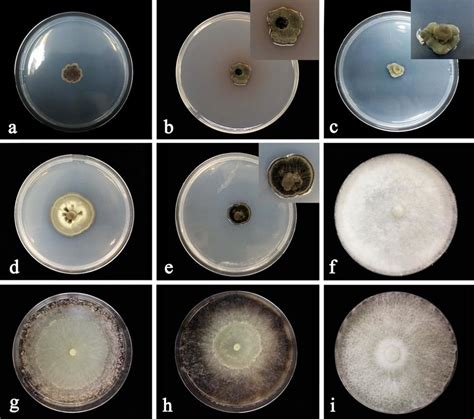 Colony Morphology Of Fungal Endophytes On Pda At 25 °c In The Dark