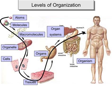 A sample of tissue removed for examination under a microscope (biopsy) contains many. From Molecules to Man