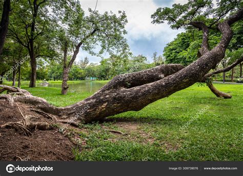 Broken Tree Is Falling Down In Outdoor Parkuprooted Tree Fell After