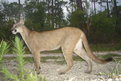 Florida Panther Wikipedia