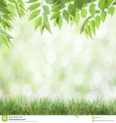 Fresh Green Leaves Natural Green Background Stock Image Image Of