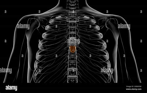 Xiphoid Process Hi Res Stock Photography And Images Alamy