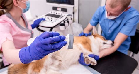 Vergrößerung Kaugummi Überzeugung Ultraschallgerät Für Tiere Gebraucht Die Datenbank