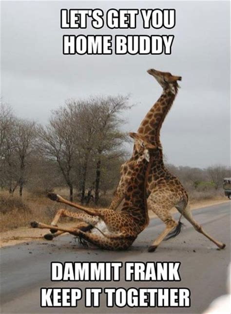 12 Funny Giraffe Memes That Will Make Your Day Funny Animal Memes