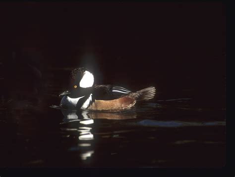 Male Hooded Merganser Duck B Photograph By Jerry Shulman Pixels