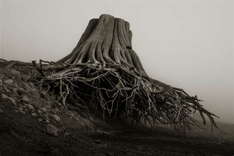 Spooky Tree Stumps Remind Us Why We Need Earth Day