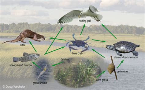 River Food Web Diagram