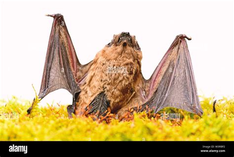 Wild Nature Forelimbs Adapted As Wings Mammals Naturally Capable Of