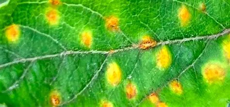Yellow Spots On Apple Tree Leaves Reasons And Solutions