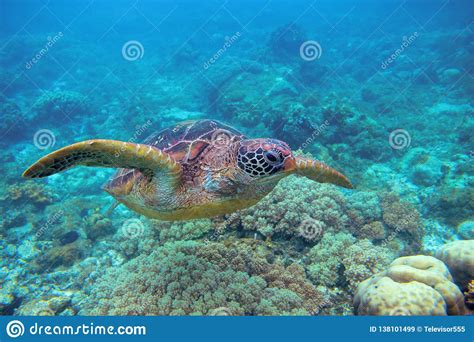 Sea Turtle In Coral Reef Exotic Marine Turtle Underwater Photo