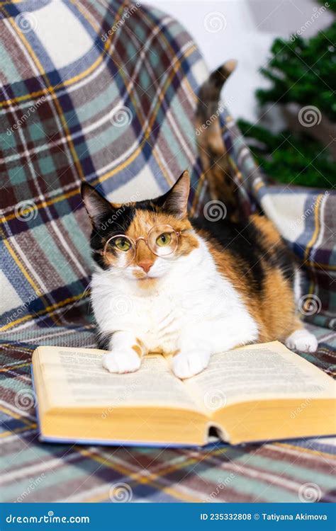 A Charming Tricolor Cat With Glasses Is Reading A Book On The Sofa