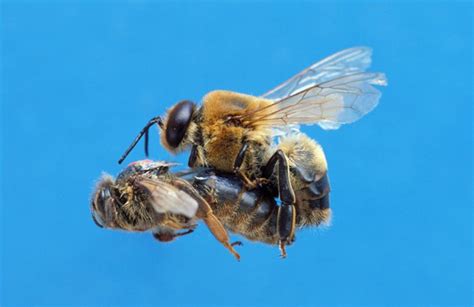 Reproduction In Honey Bees Nectar Foods Limited