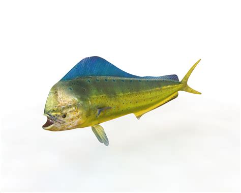 TurboCG | Dorado Mahi Mahi Fish - TurboCG