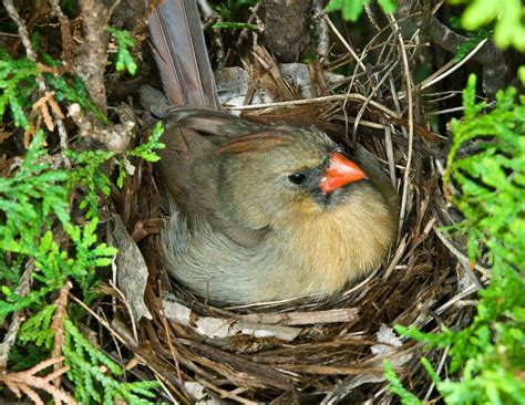 Northern Cardinal Female Cardinal On Nest Birds Beautiful Birds
