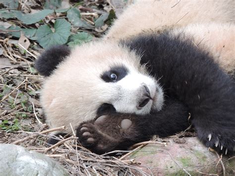 Panda Pandas Baer Bears Baby Cute 6 Wallpapers Hd Desktop And