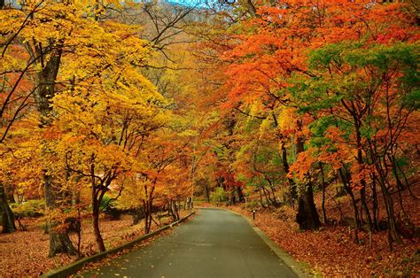 Road Markings Autumn Trees Wallpaper Coolwallpapersme